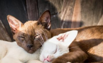 Reasons you should buy a second cat