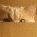 cat1