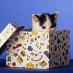 cat10