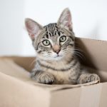 Tabby kitten hiding in cardboard box