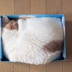cat12