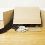 cat13