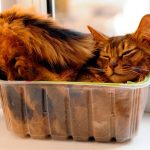 Somali cat lie inside transperent plastic box