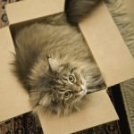 cat19