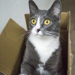Kitty getting out of a box