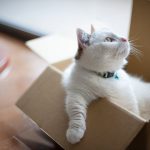 cat7