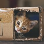 cat9