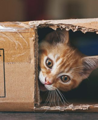 The World’s Deadliest Cat Is Absolutely Adorable