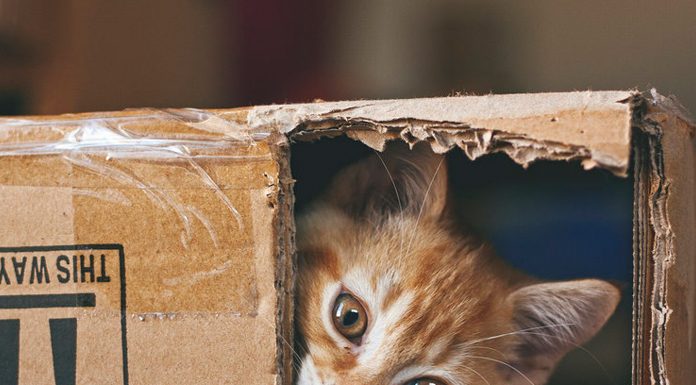 The World’s Deadliest Cat Is Absolutely Adorable
