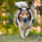 collie