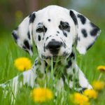 30 Least Expensive Dog Breeds