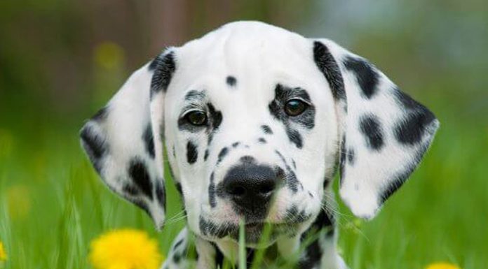 30 Least Expensive Dog Breeds