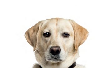 12 Steps To Ensure Your Pet’s Safety & Comfort During Diwali
