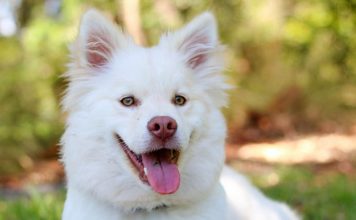 The 10 Easiest Dog Breeds to Train