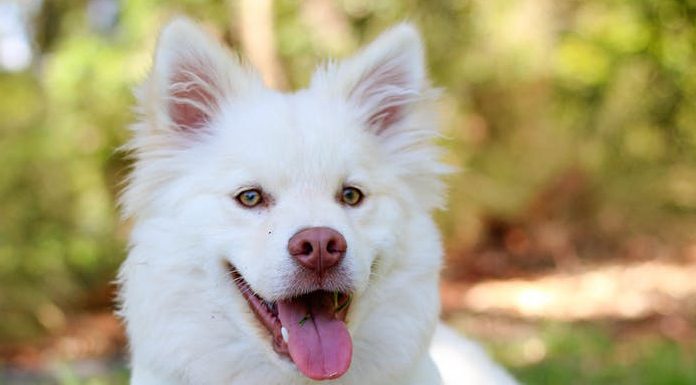 The 10 Easiest Dog Breeds to Train