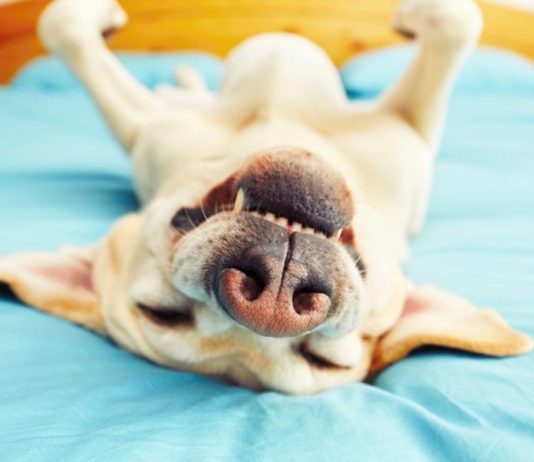 Mistakes you never knew you were making with your dog