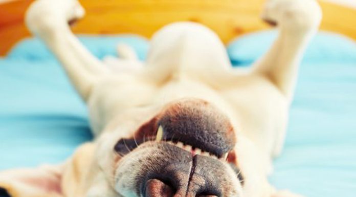 Mistakes you never knew you were making with your dog