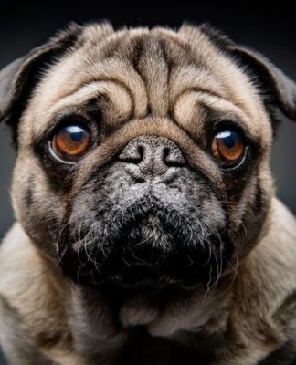10 silent signs your dog is depressed