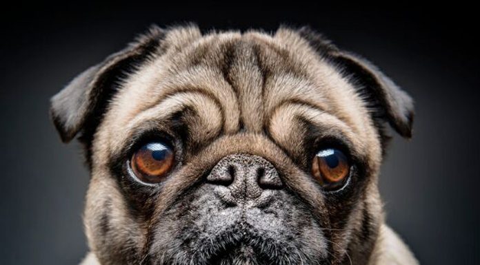 10 silent signs your dog is depressed