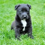 Nutrisca recalls dry dog food for elevated vitamin D