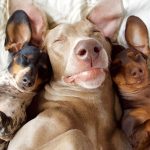 dog friend