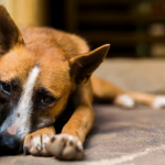 dog is depressed