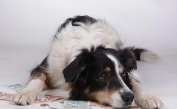 Purina drops Iowa Rep. Steve King support, cites ‘values’