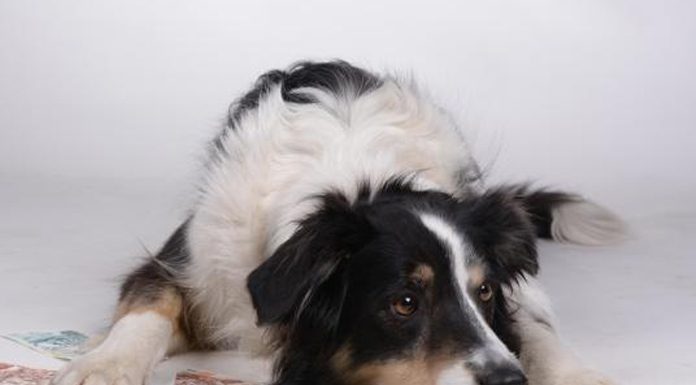 Purina drops Iowa Rep. Steve King support, cites ‘values’