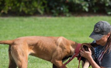 How to run a dog traning business better