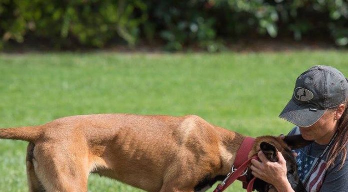 How to run a dog traning business better