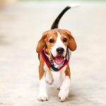dog1