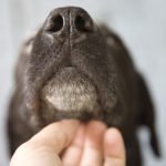 dog3