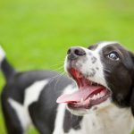 dog5