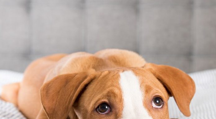 Reasons your pets shouldn’t sleep in your bed