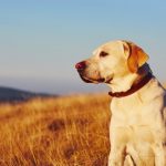 labrador