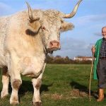 monster-bull