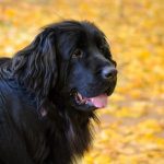 newfoundland