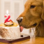 Pet Bakery Business