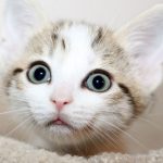 Herbicide glyphosate found in 18 dog and cat foods