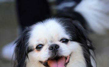 Waht is the most popular pets in Japan?