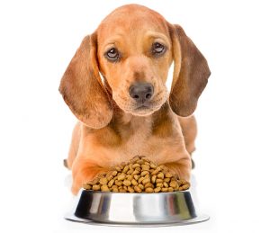 Canadian Natural Dog Food | Petsourcing