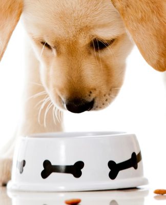 Go Natural Dog Food
