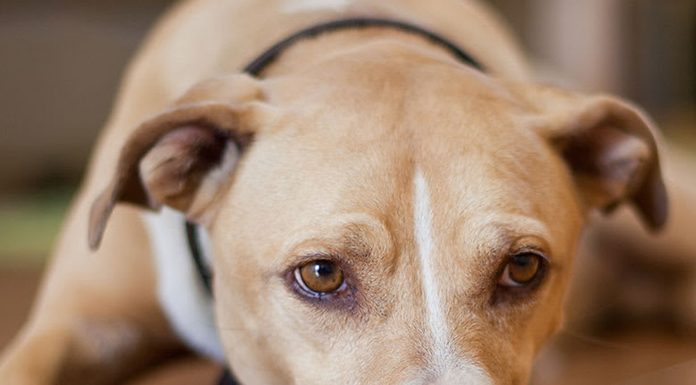 Natural Choice Dog Food