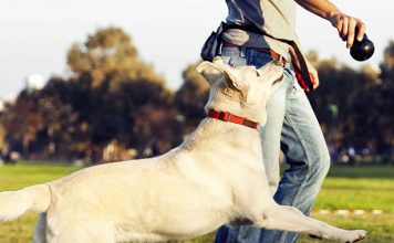 How To Train Your Dog To Heel Off The Leash