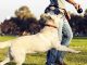 How To Train Your Dog To Heel Off The Leash