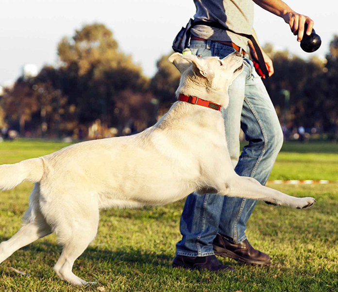How To Train Your Dog To Heel Off The Leash Petsourcing