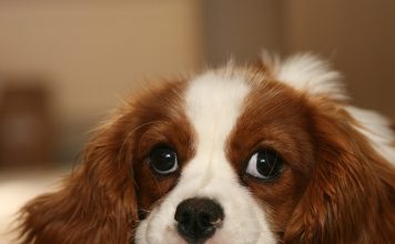 Natural Dog Food Recipes
