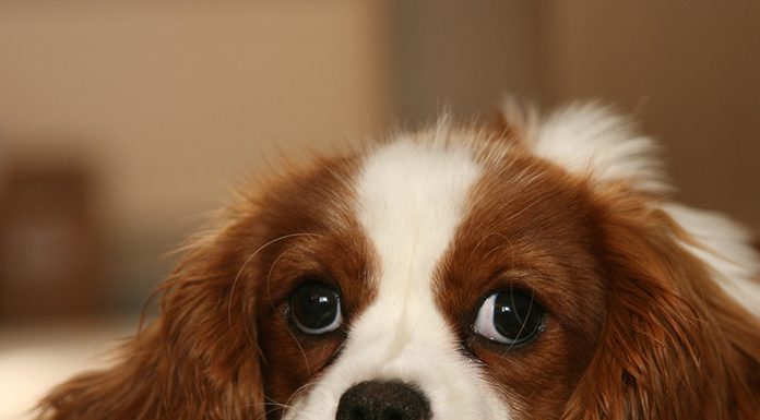 Natural Dog Food Recipes