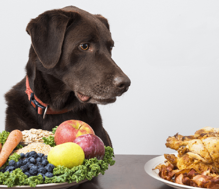 Natural Dog Food Petsourcing