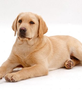 Natural Foods For Your Dog